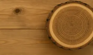 10 изненадващи факта за дървесината